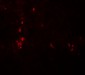 ATG4B Antibody